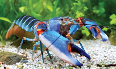 Cangrejo cebra Blue Kong (Cherax alyciae)