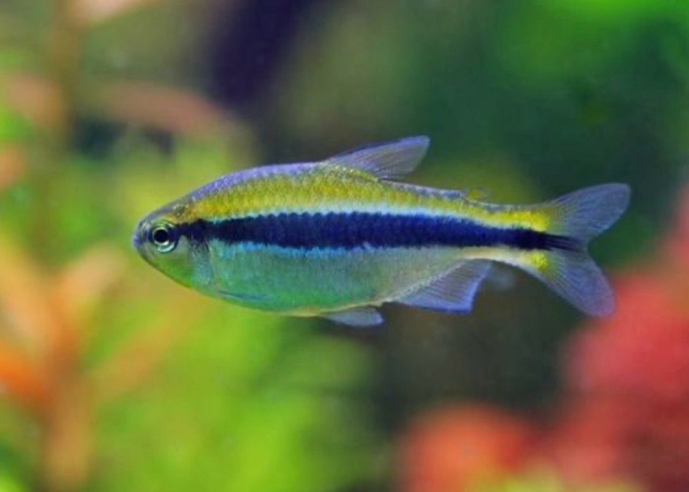 Hyphessobrycon cyanotaenia yellow