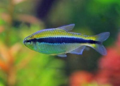 Hyphessobrycon cyanotaenia yellow