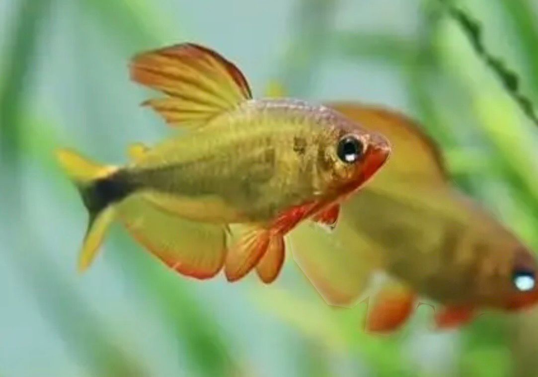 Hyphessobrycon procyon