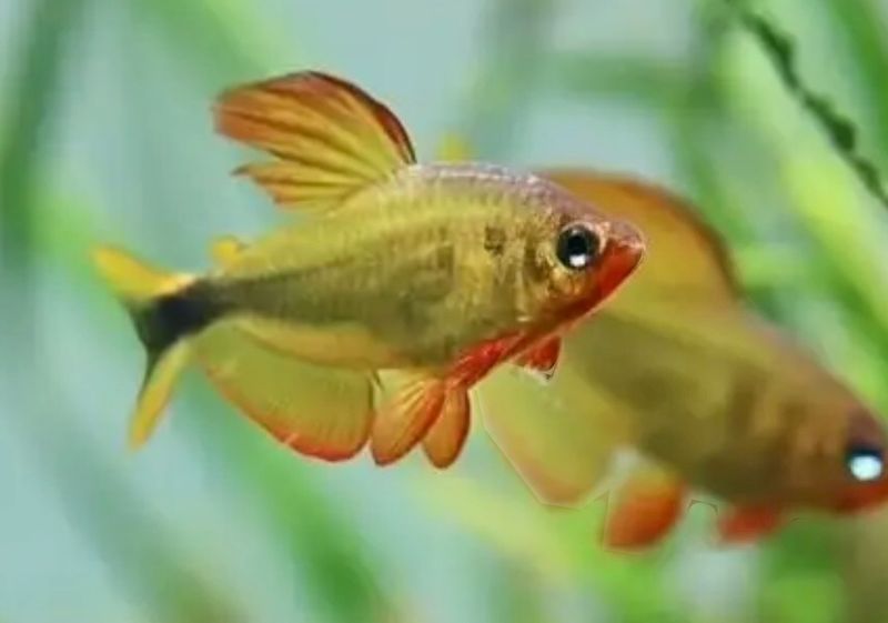 Hyphessobrycon procyon