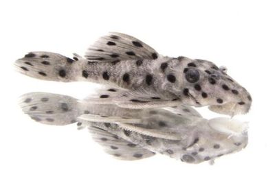 L264 Leporacanthicus joselimai – Pleco Sultán (5 cm aprox)