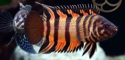 Microctenopoma ansorgii – Centopoma cebra