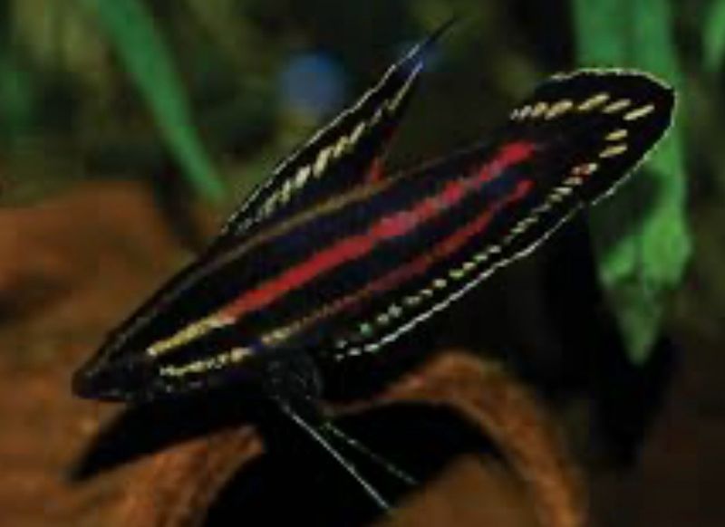 Parosphromenus juelinae