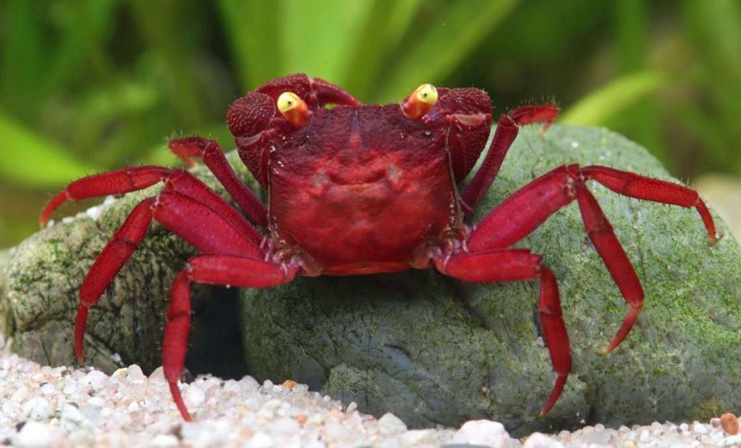 Cangrejo vampiro dark red yellow eyes 