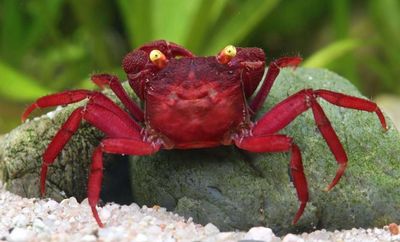 Cangrejo vampiro dark red yellow eyes 