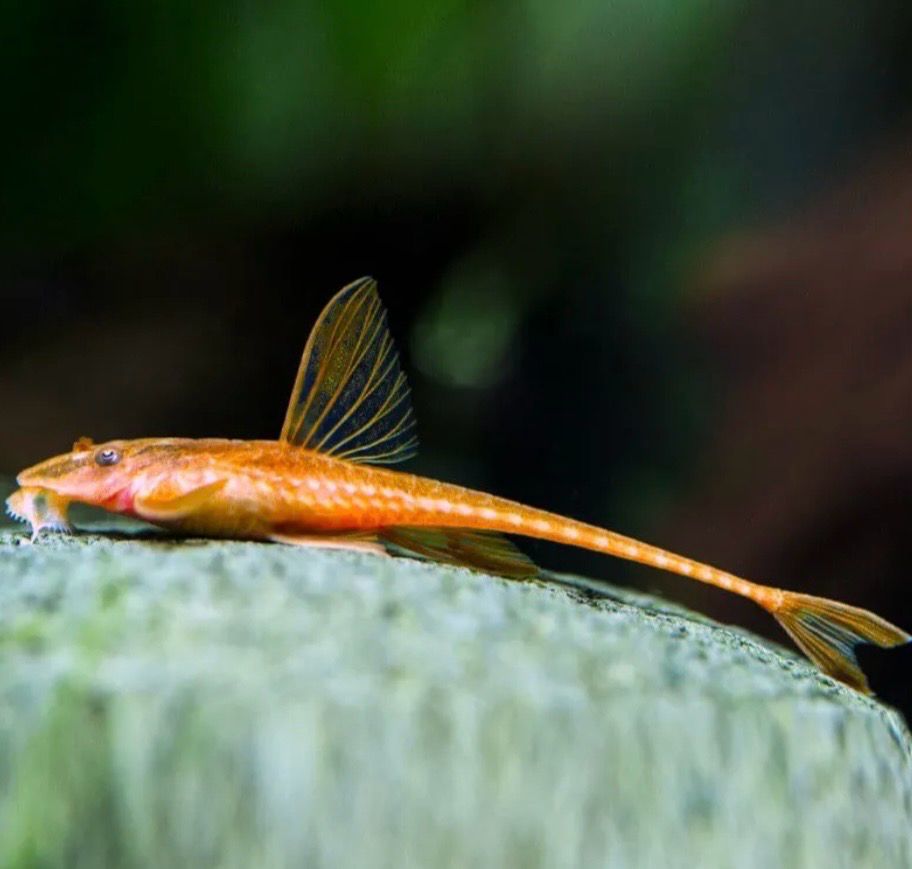 LORICARIA SP.RED