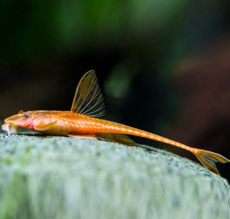 LORICARIA SP.RED