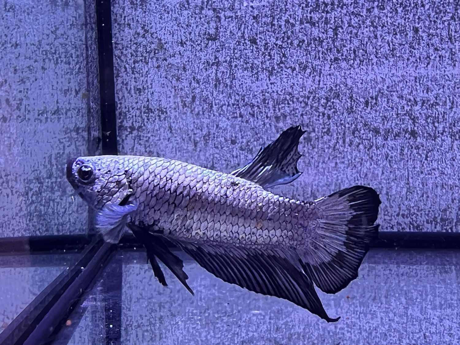 Betta Macho Plakat Samurai Black