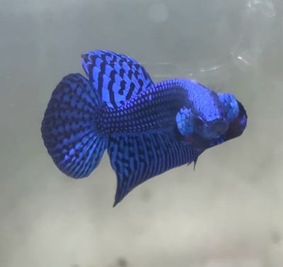 Pareja Betta Alien Blue