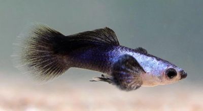 Guppy Panda Azul (machos)