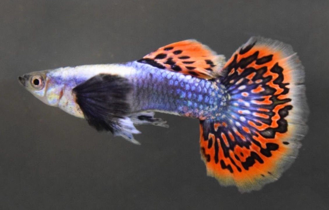 Guppy Dumbo - Poecilia Reticulata
