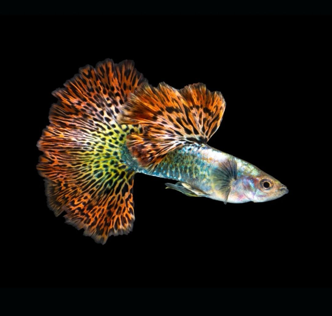 Guppy Dumbo Red Dragon | Lebistes reticulatus