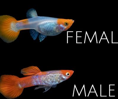Koi Snakeskin Guppy (Poecilia reticulata)