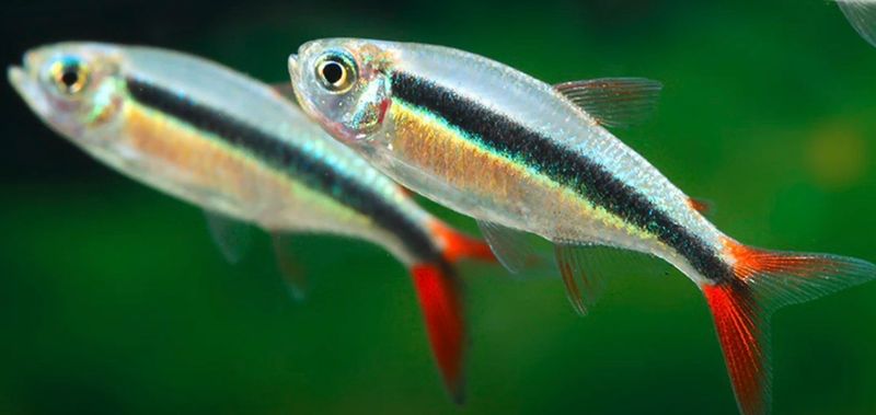 Thayeria sp red tail WF| Pingüino Cola Roja