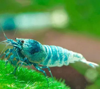 Caridina Blue Bolt (Taiwan)