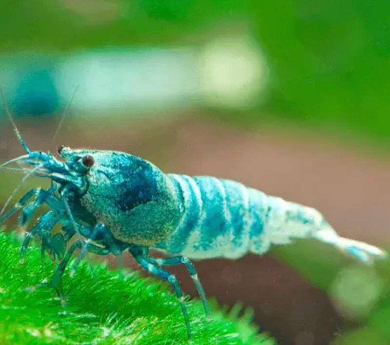 Caridina Blue Bolt (Taiwan)