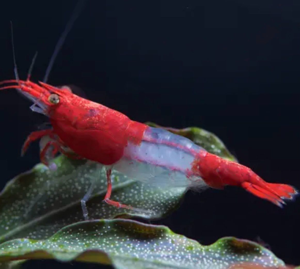 Neocaridina Red Rili