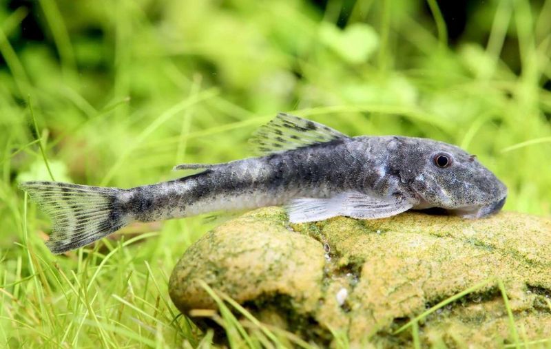 "Pitbull" Otocinclus LDA 25 - Parotocinclus jumbo