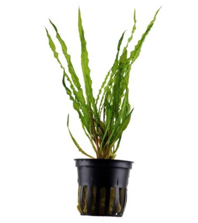 CRYPTOCORYNE CRISPATULA RED EN MACETA