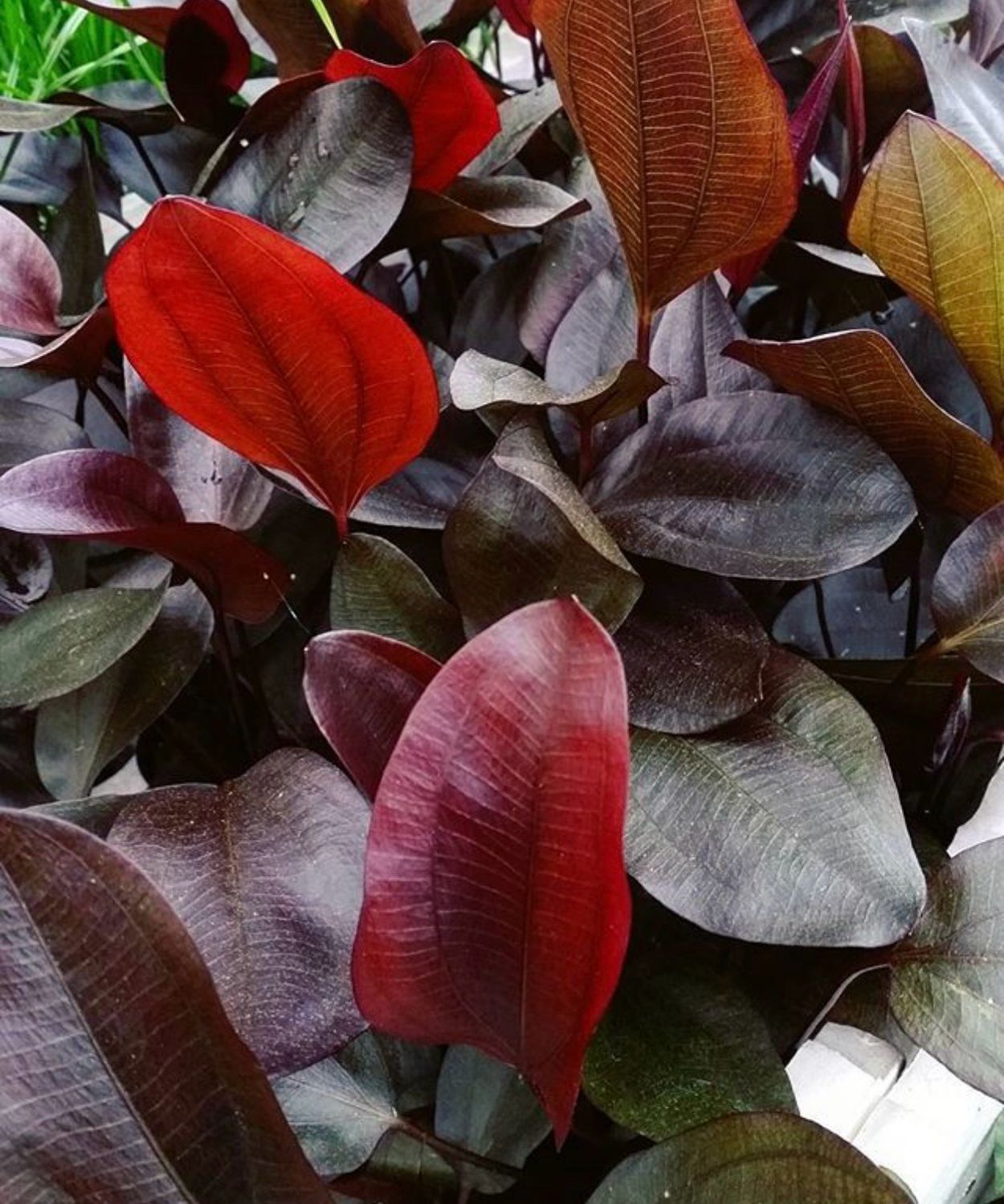 Echinodorus Aflame maceta
