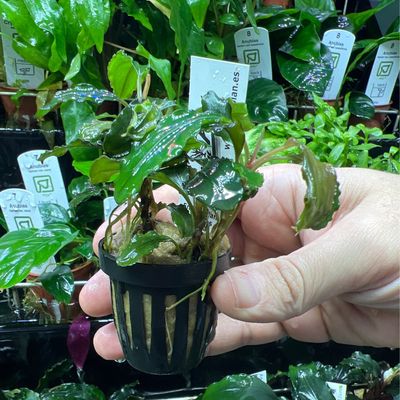 Bucephalandra theia red in vitro