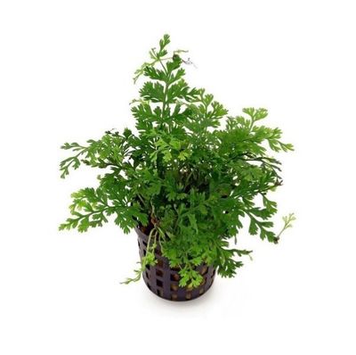 Bobitis heteroclita Difformis