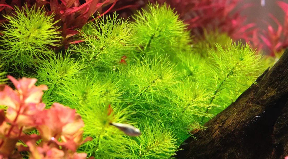 Myriophyllum sp Guyana Maceta