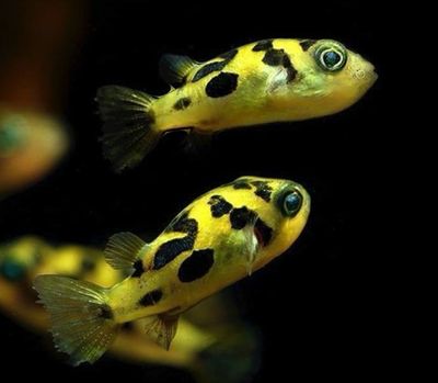 Peces Globo