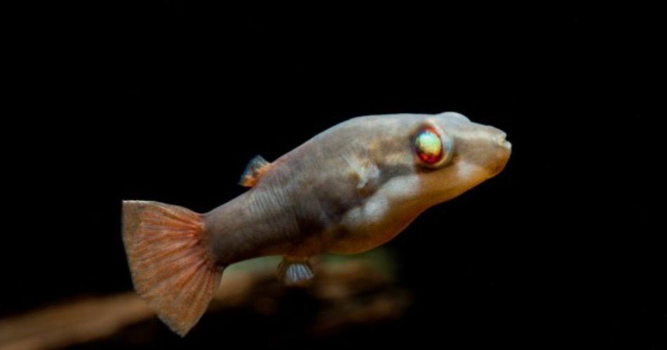 Carinotetraodon Irrubesco