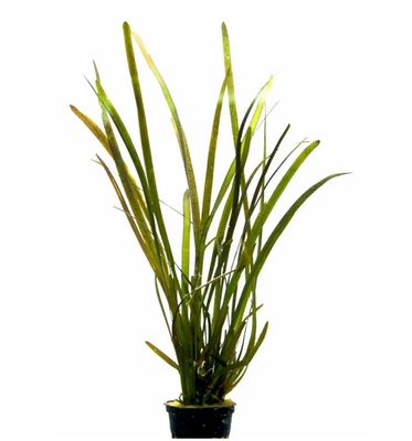 Vallisneria Rubra Maceta