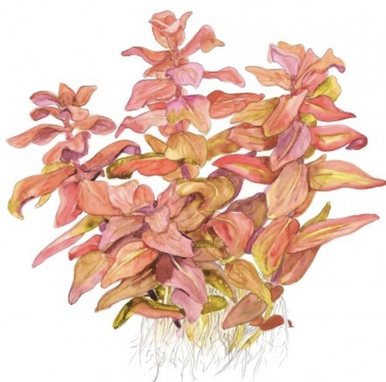 Rotala macrandra
