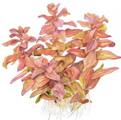 Rotala macrandra