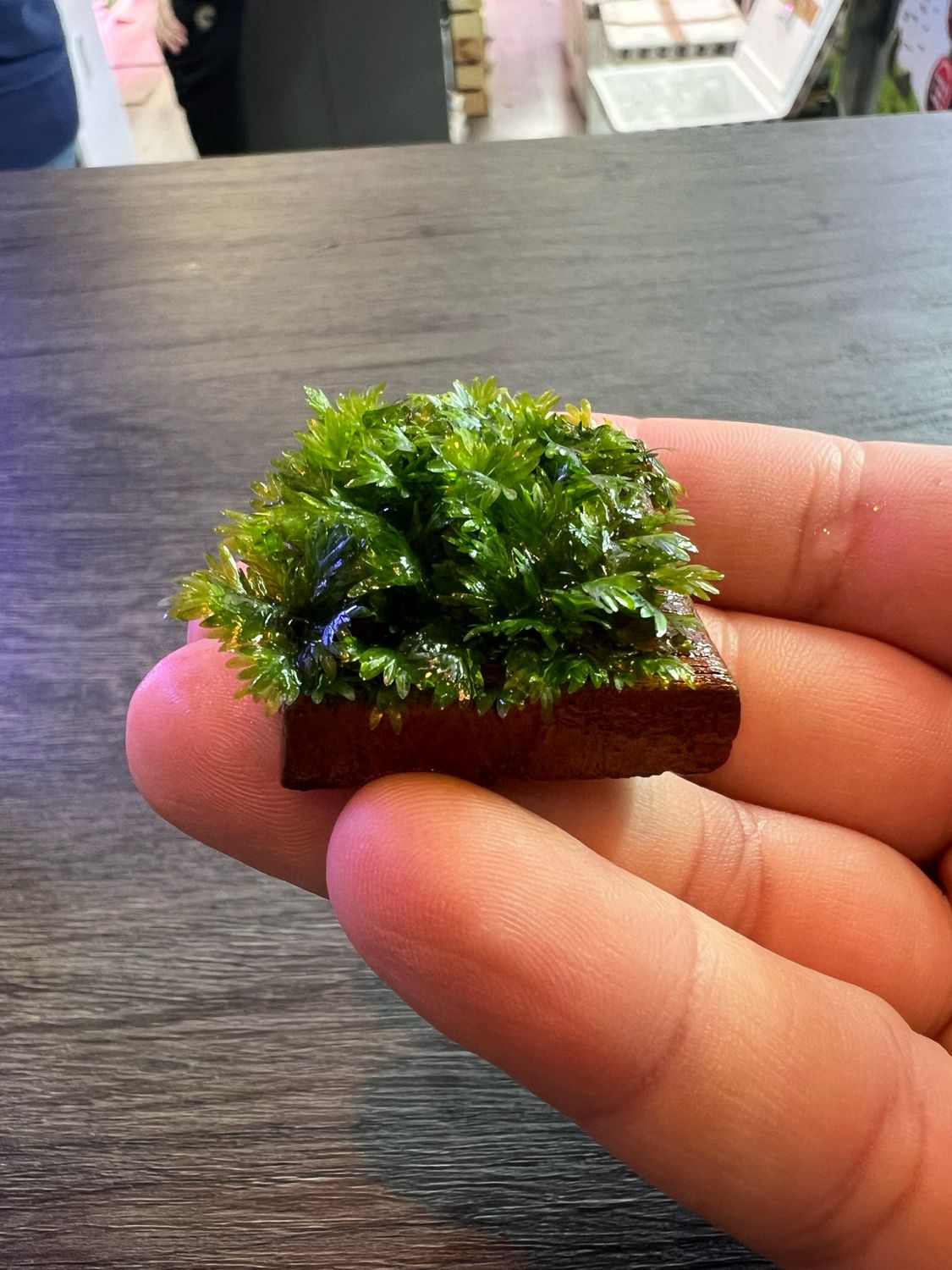 Fissidens sp. 'Miroshaki'
