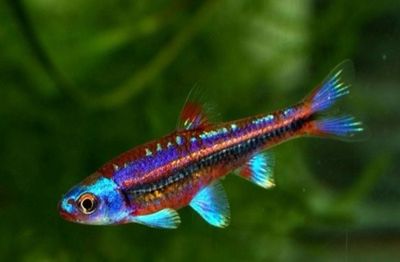 Barbo Arcoíris | Notropis chrosomus