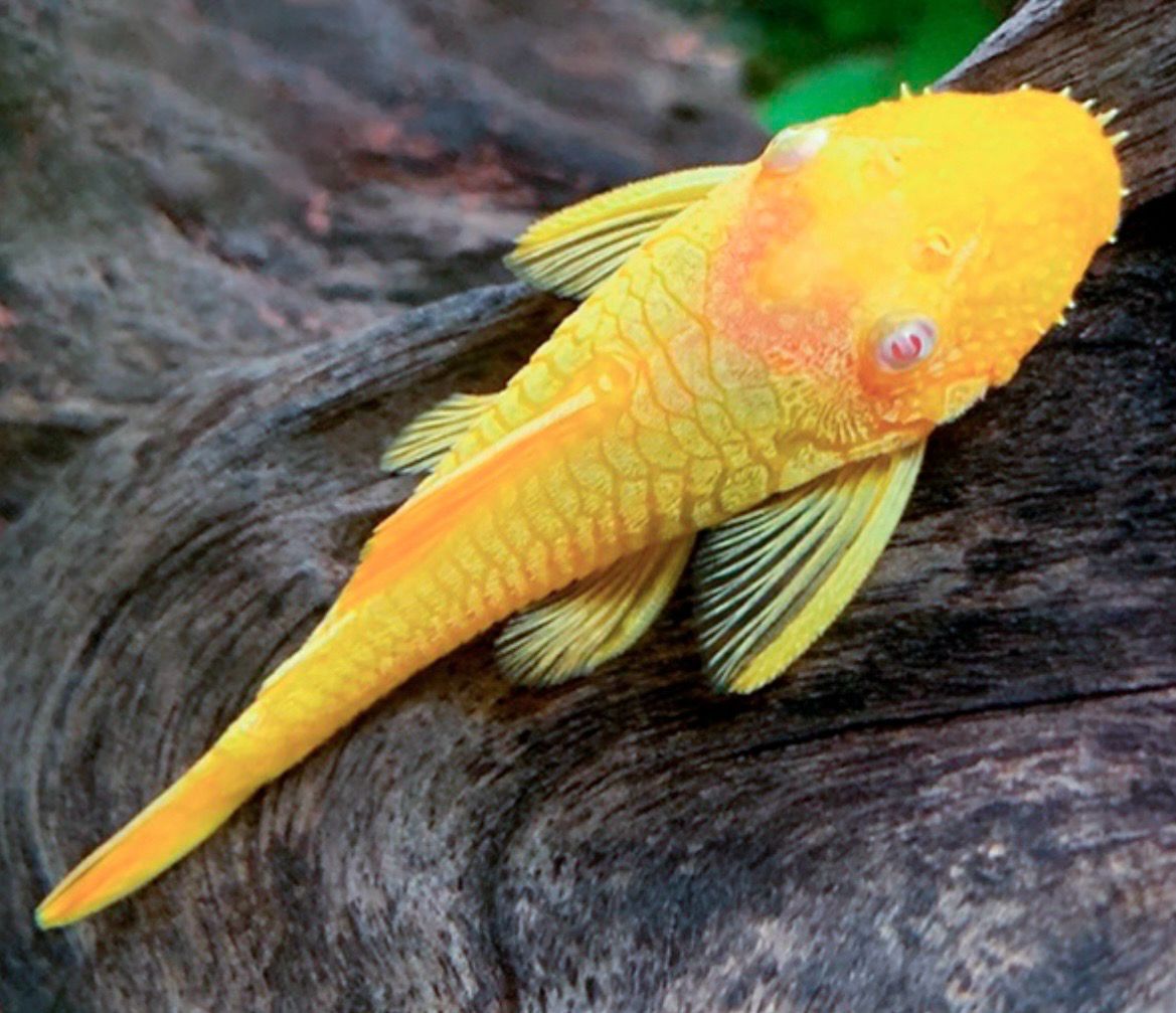Ancistrus Gold | Ancistrus Sp