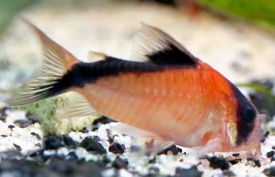 Corydora Davidsandsi 5-6cm