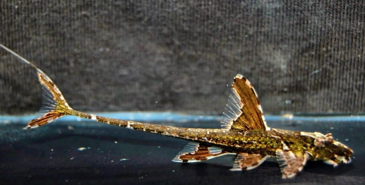 Loricaria Filamentosa (ejemplares preciosos)
