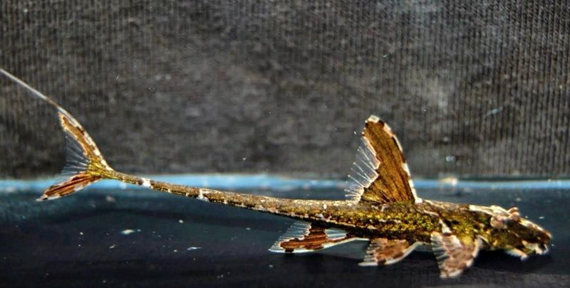 Loricaria Filamentosa (ejemplares preciosos)
