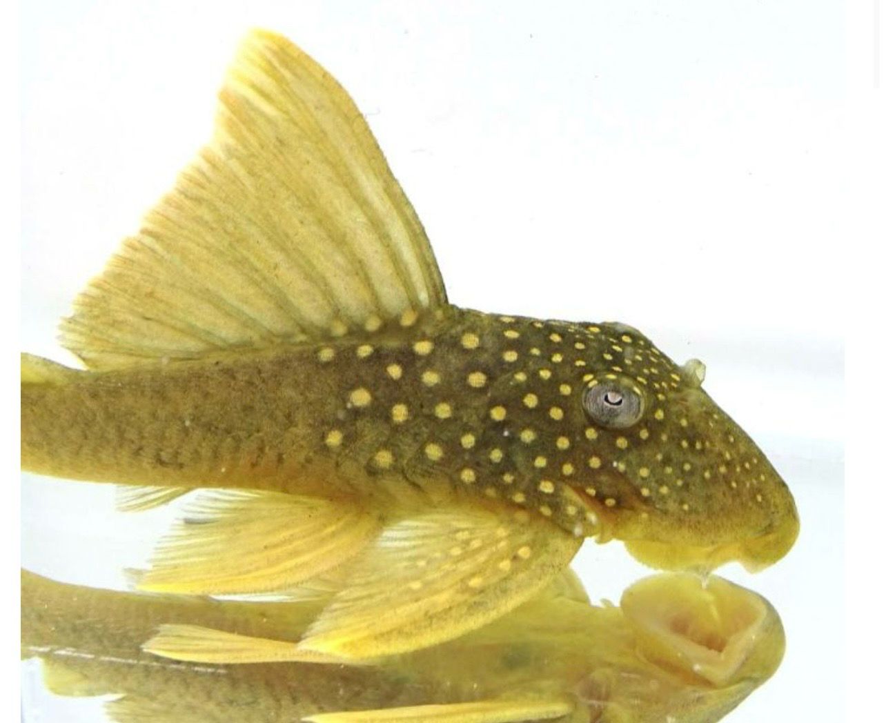 L200 Baryancistrus demantoides – Fantasma Verde (>7cm)