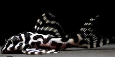 L236 Hypancistrus sp. RB line Classic 4-5cm