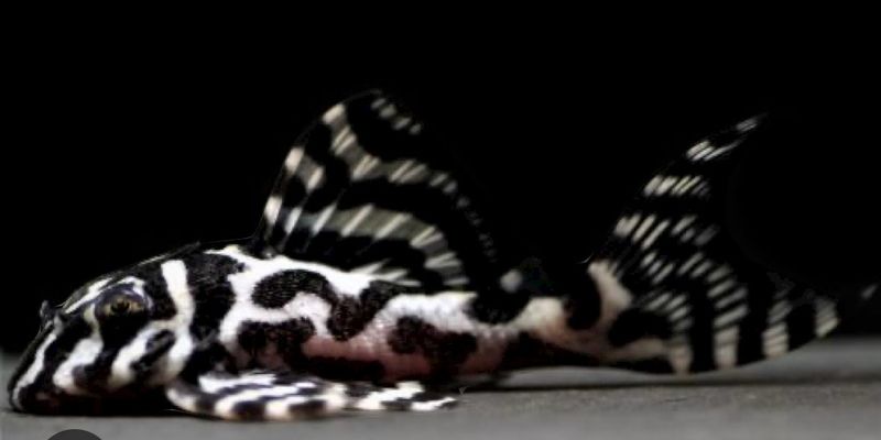L236 Hypancistrus sp. RB line Classic 4-5cm