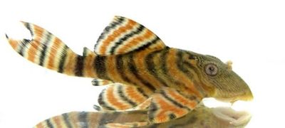 L397 - Panaqolus Red Stripe 5-6cm