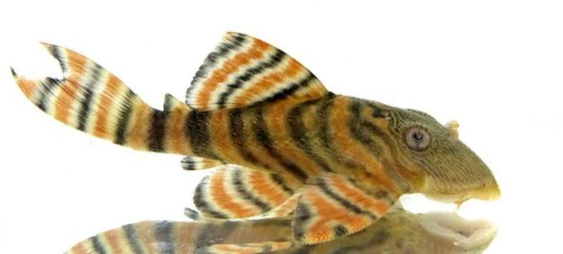 L397 - Panaqolus Red Stripe 5-6cm