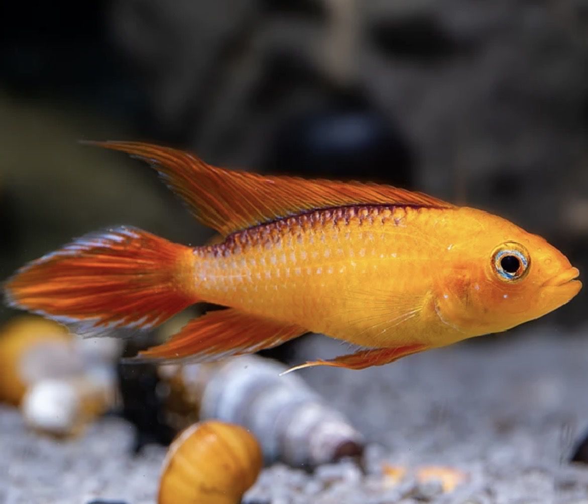 Apistrograma Agassizii Rojo fuego