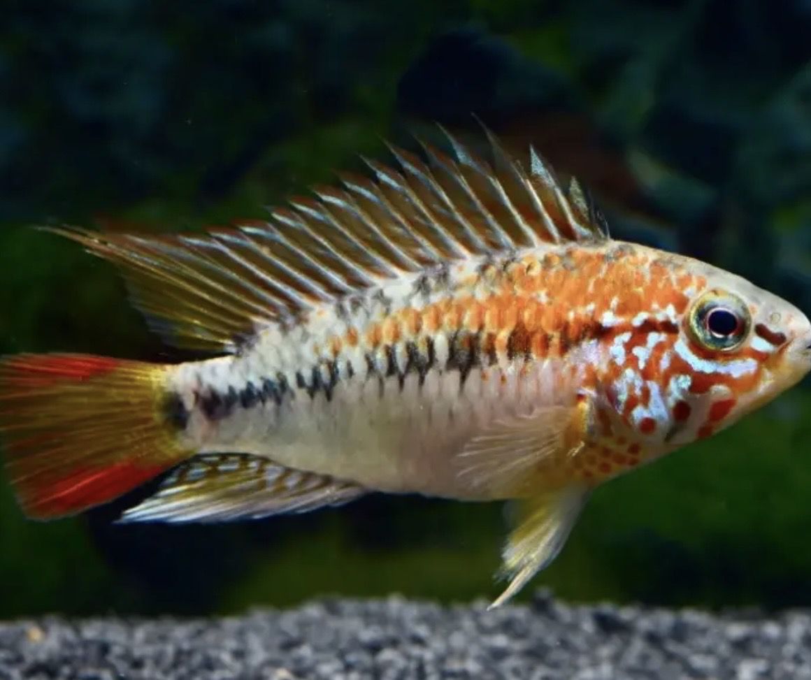 Apistograma Viejita
