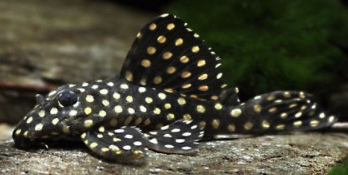 Hypancistrus contradens bigspot L201 7-8cm
