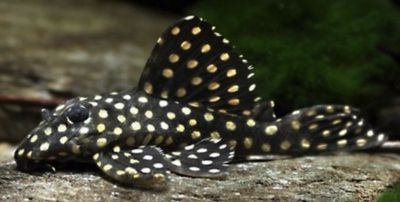 Hypancistrus contradens bigspot L201 7-8cm