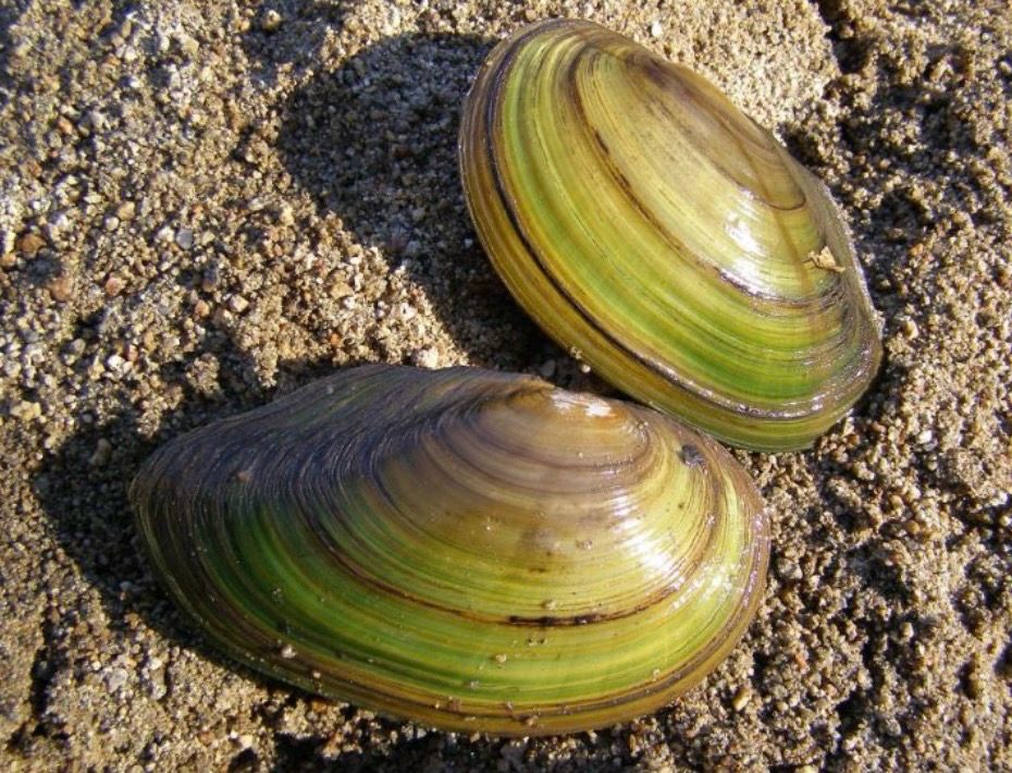 pilsbryoconcha sp kijing XXL