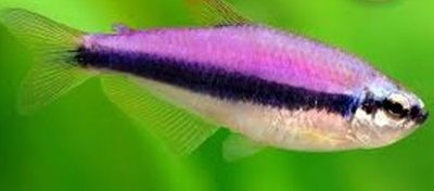 Inpaichthys kerri | Falso tetra emperador